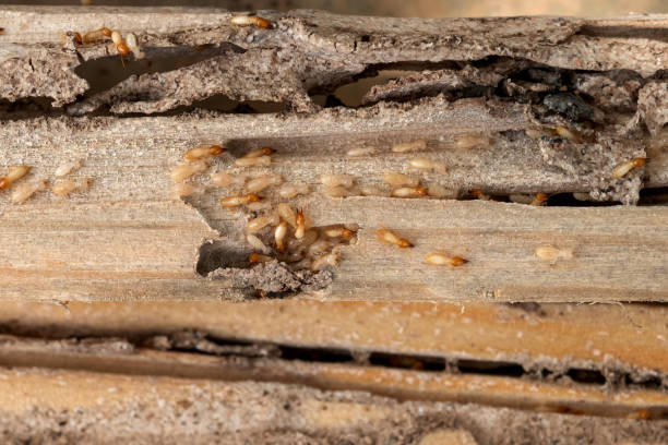 Best Affordable Pest Control Services  in Mitchell, IN